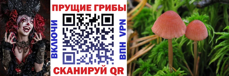 Псилоцибиновые грибы Cubensis  KRAKEN зеркало  Мостовской 